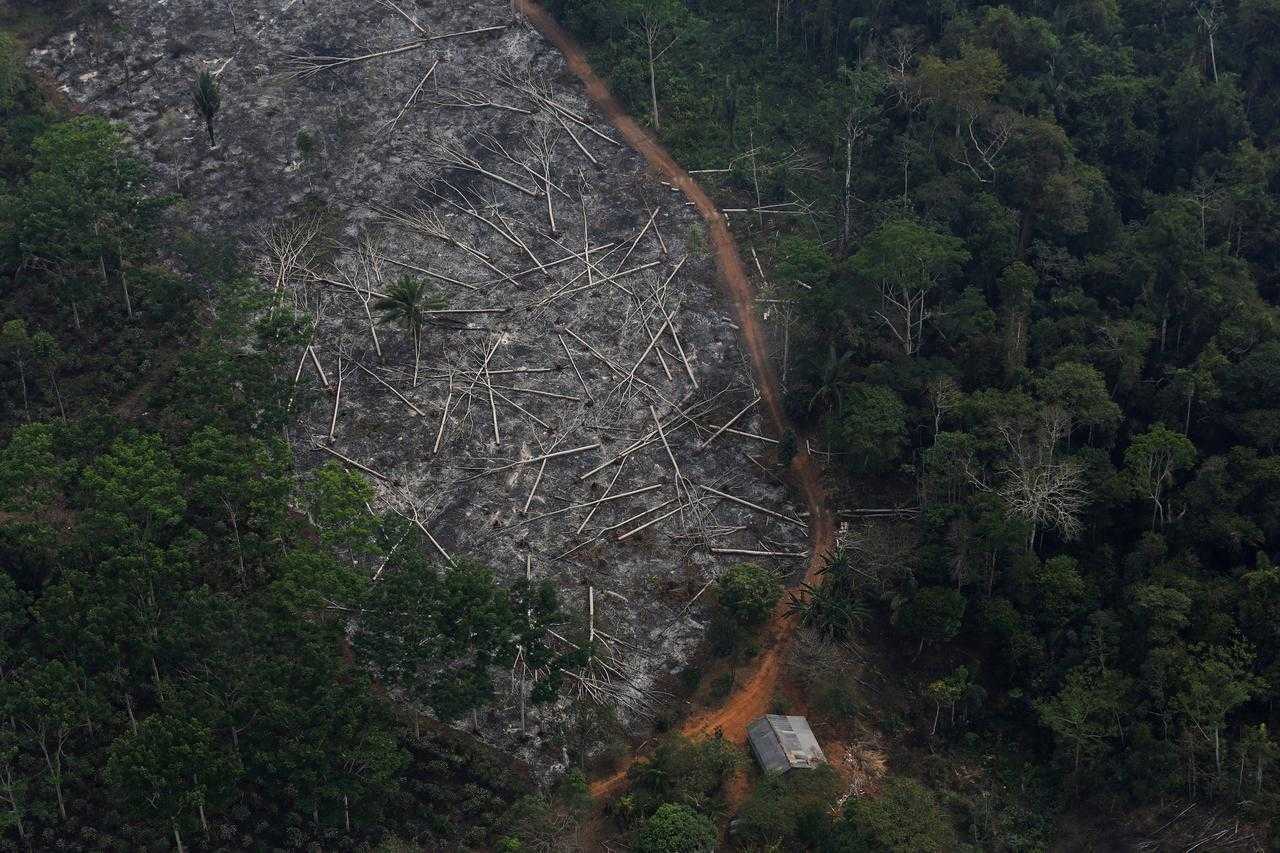 森林锐减全球图片