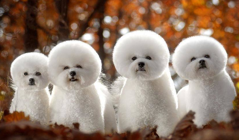 小型犬不掉毛的有哪些 凤凰网