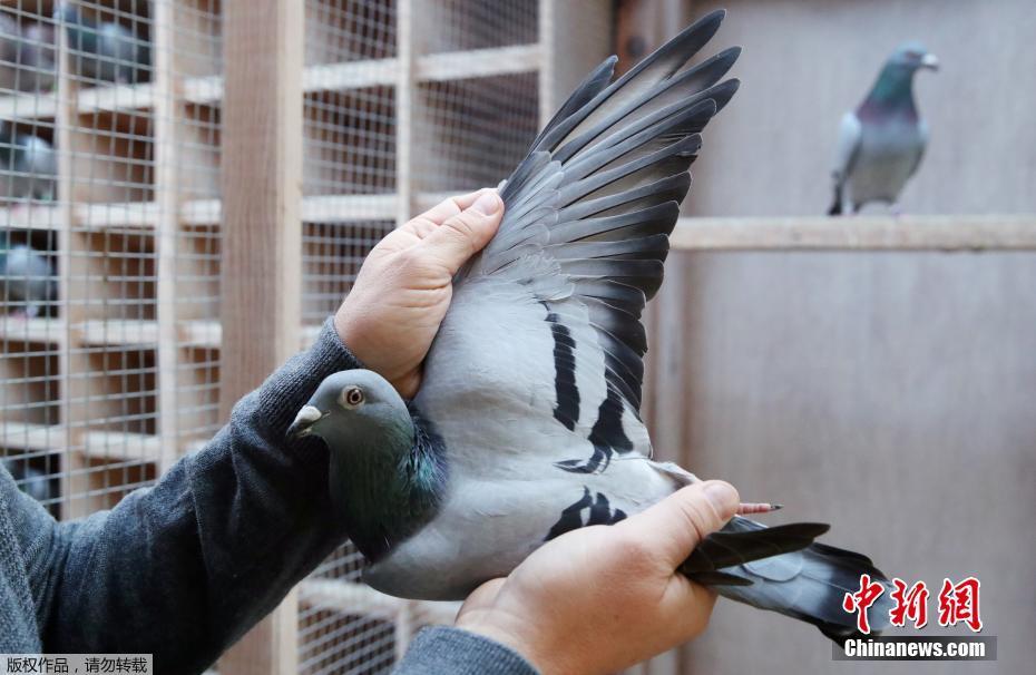 近日,在一个专业赛鸽拍卖网站上,比利时的一只名为“新金”的雌性赛鸽正被激烈竞拍。目前出价已达到132万欧元(约合1030万元人民币),超过了去年一只名叫“阿曼多”的赛鸽125.2万欧元的竞价,创下新的世界纪录。