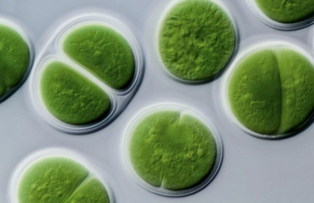 现在我们赖以生存的氧气,第一次出现在地球, 是一种叫蓝藻的单细胞原