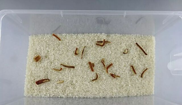 米面生虫了怎么办?扔了浪费,吃了算不算杀生?附米面储存方法