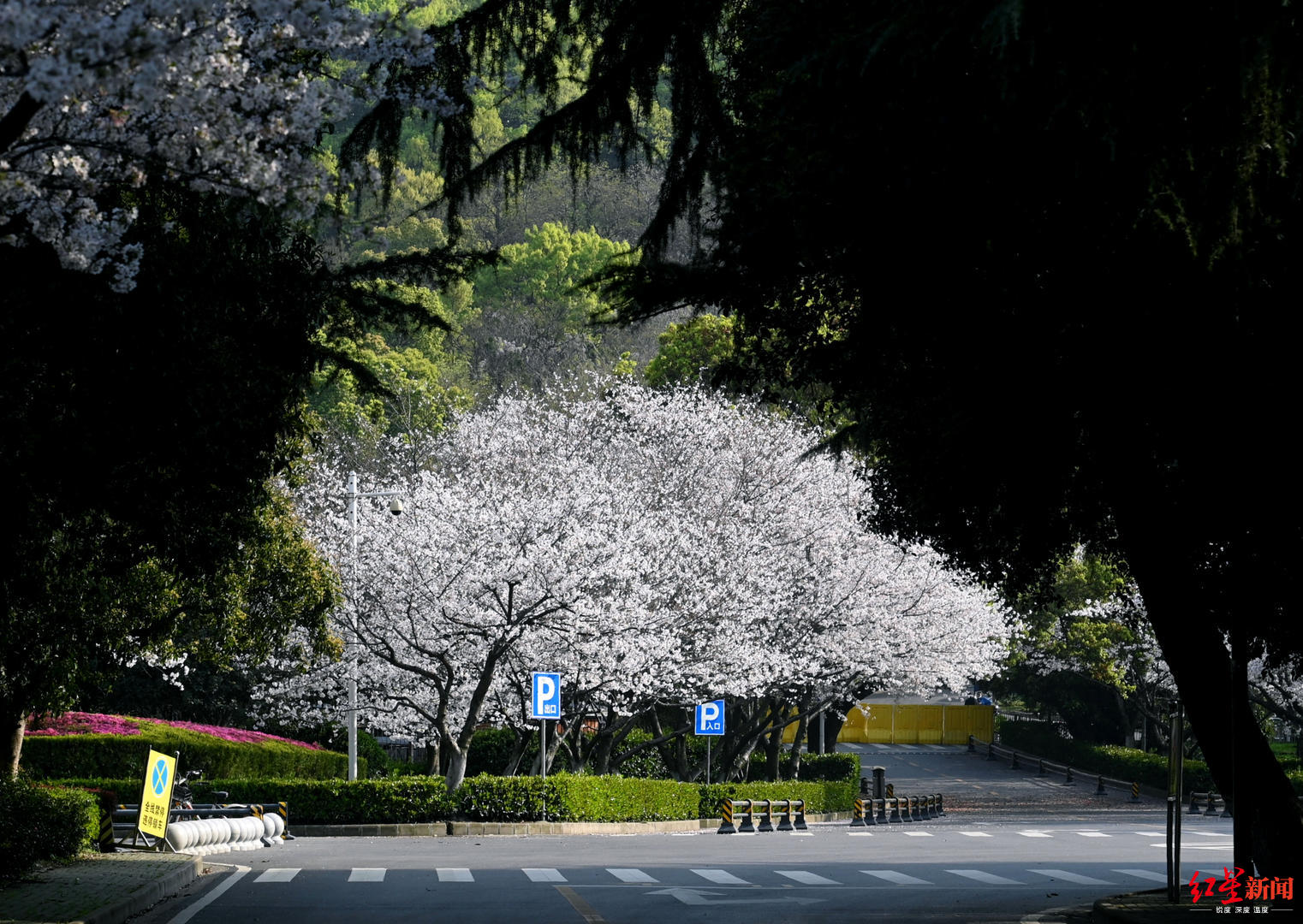 "云赏樱"外的武大校园:曾肖想无人的樱花大道 如今只怀念人头攒动的热