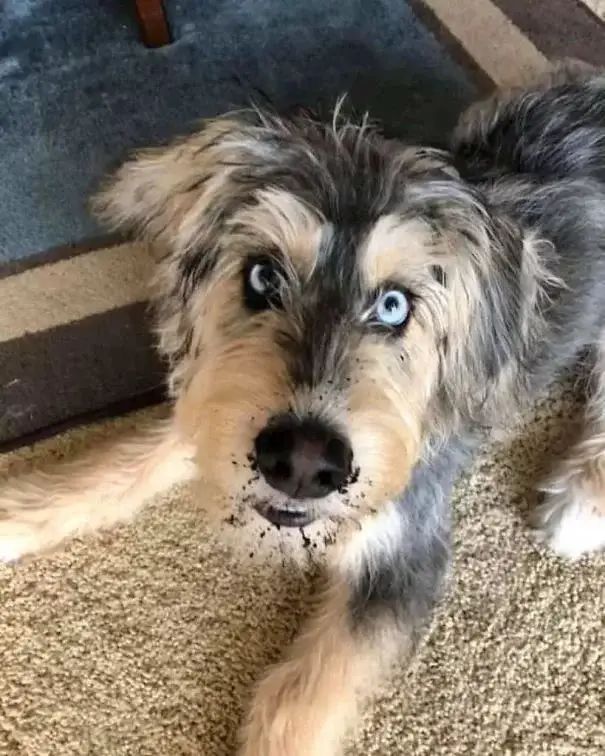 哈士奇 贵宾犬= 贵哈