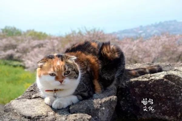 这是一只u201c登山猫u201d减肥的日常