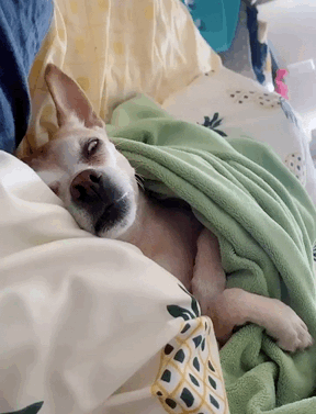 路边看到一只二哈当时以为它死了没想到是睡得太死