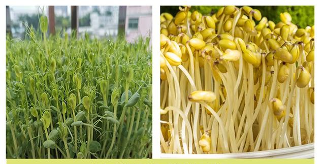 揭秘黄豆芽和黄豆苗的区别,牧春告诉你哪个更有营养