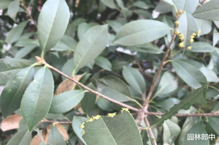 石楠叶片开天窗原来是洋辣子在危害及时防治避免植物再受伤