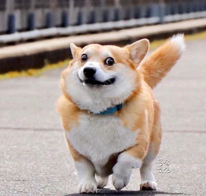 这只狗狗浮夸的小表情红了__凤凰网