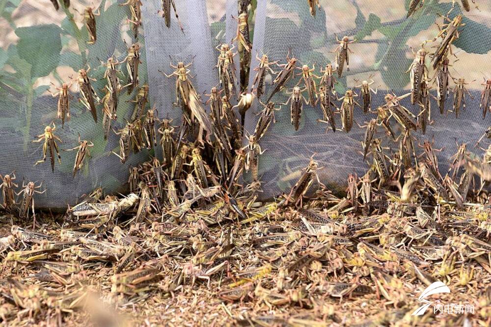 66秒|日照一村民养蚂蚱一年卖20多吨,秘方"蚂蚱酱"成爆款美食