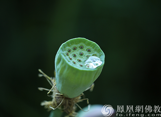 莲子浑身都是宝 食用正当时