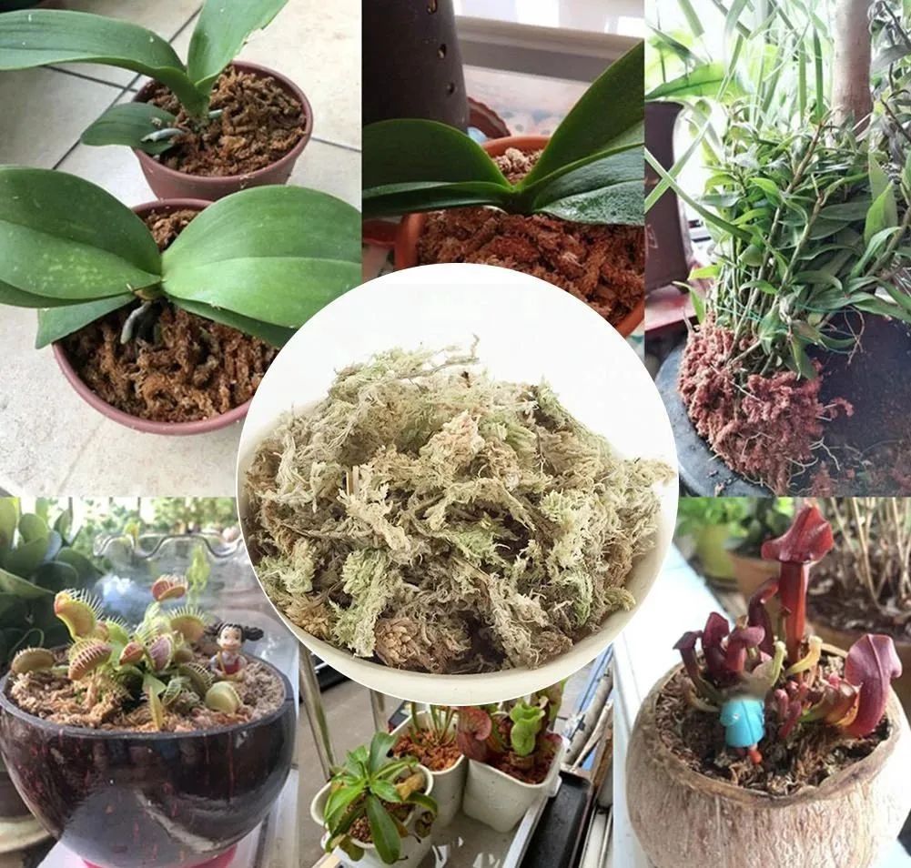 水苔能养好蝴蝶兰可挽救烂根的君子兰这么有用的材料很少人懂