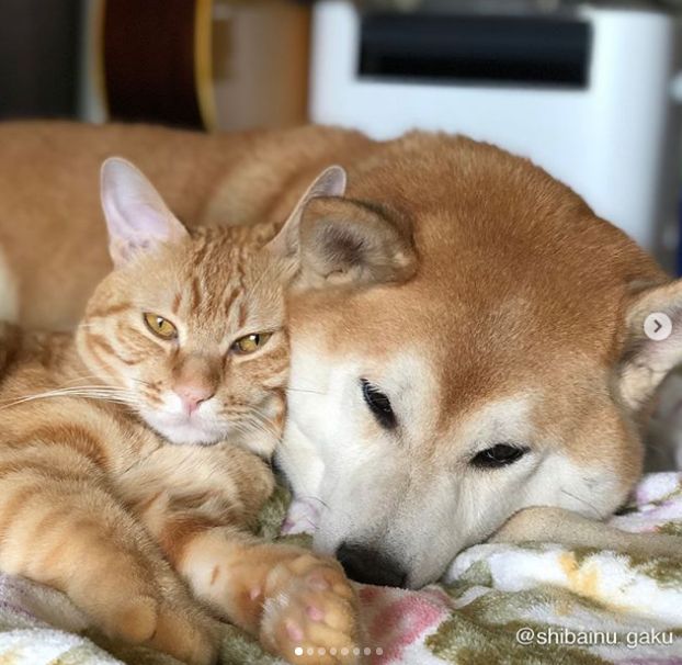 日本一柴犬以为自己是猫 每天和只橘猫混一起后 画风变成了这样 波士顿万家网 Boston Wanjia Web
