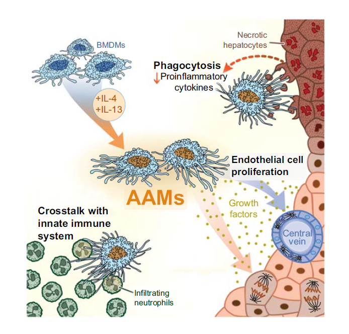 j hepatol:交替活化的巨噬细胞促进急性肝损伤后坏死问题的解决