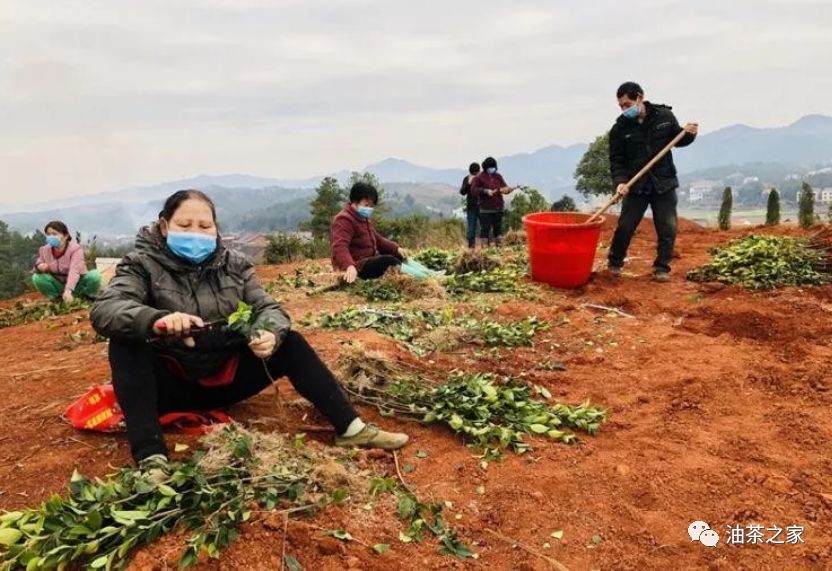 又是一年春来到油茶种植正当时种植油茶良种壮苗是关键