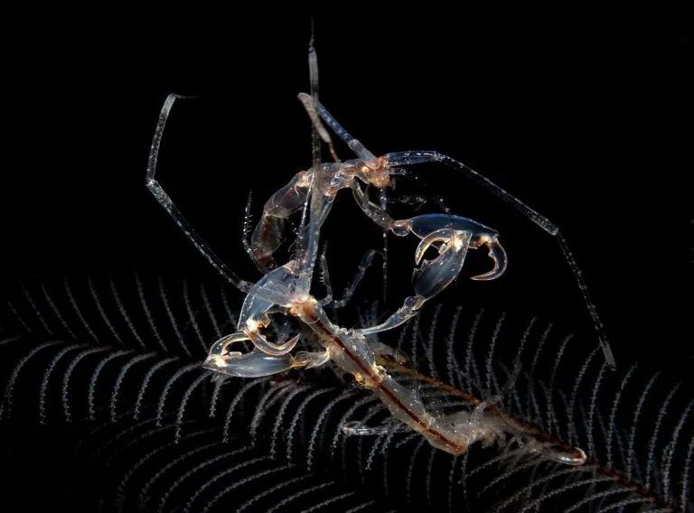 着海洋生物学家eduardo espinosa正把设有标签的双髻鲨幼崽放回海中