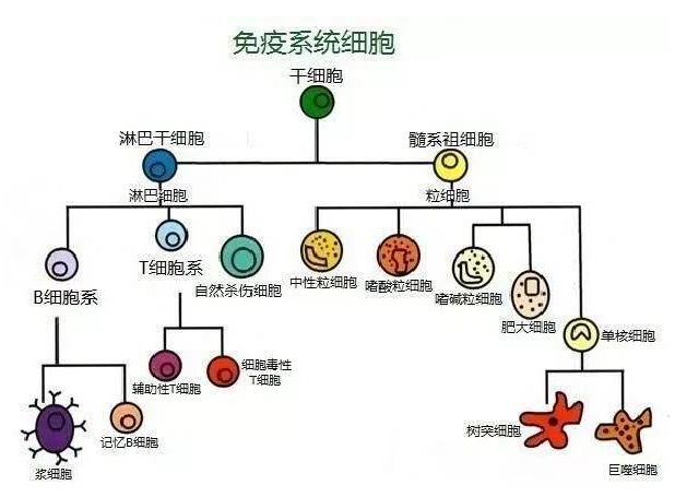 人体免疫系统vs肿瘤细胞,输的竟然是ta?