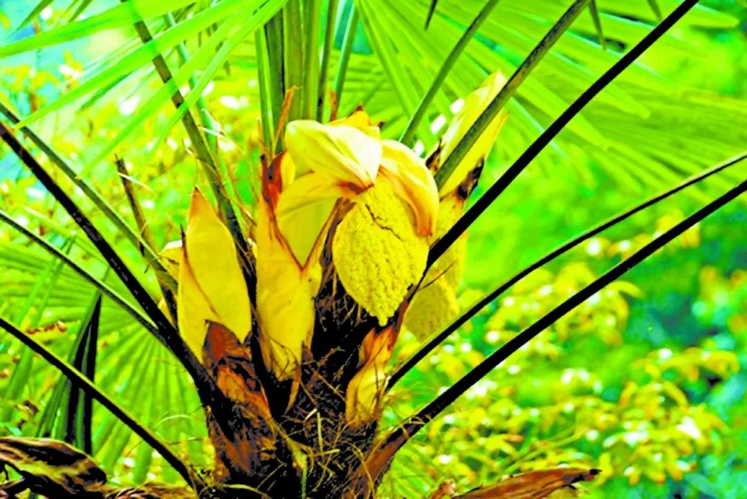 树木传奇家有千棵棕子孙不受穷