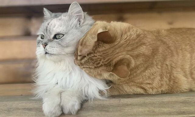 这是观复猫天团的新晋cp.呐,看图