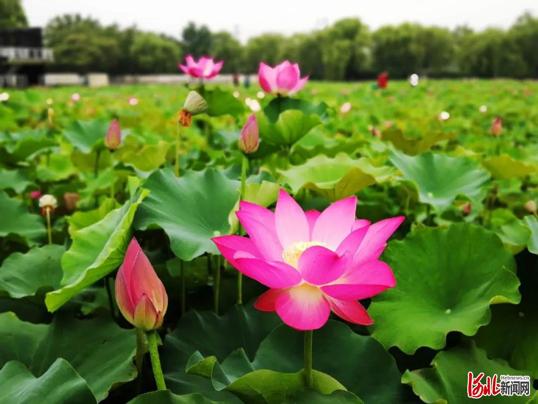 石家庄这个公园4万平米荷花开了__凤凰网