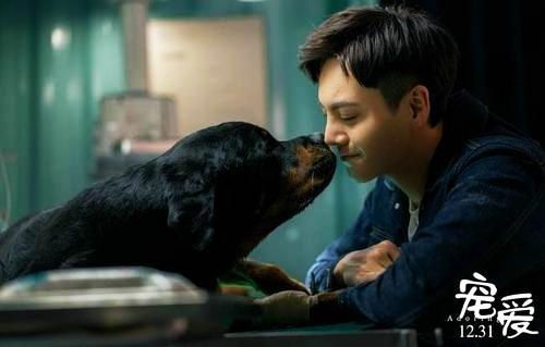 宠爱爆了豪七火了养宠物当养豪七