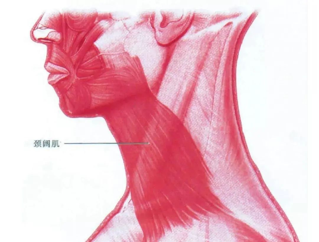 颈阔肌的 张力,形状以及支撑脂肪组织的能力在颈部的外形中起着重要