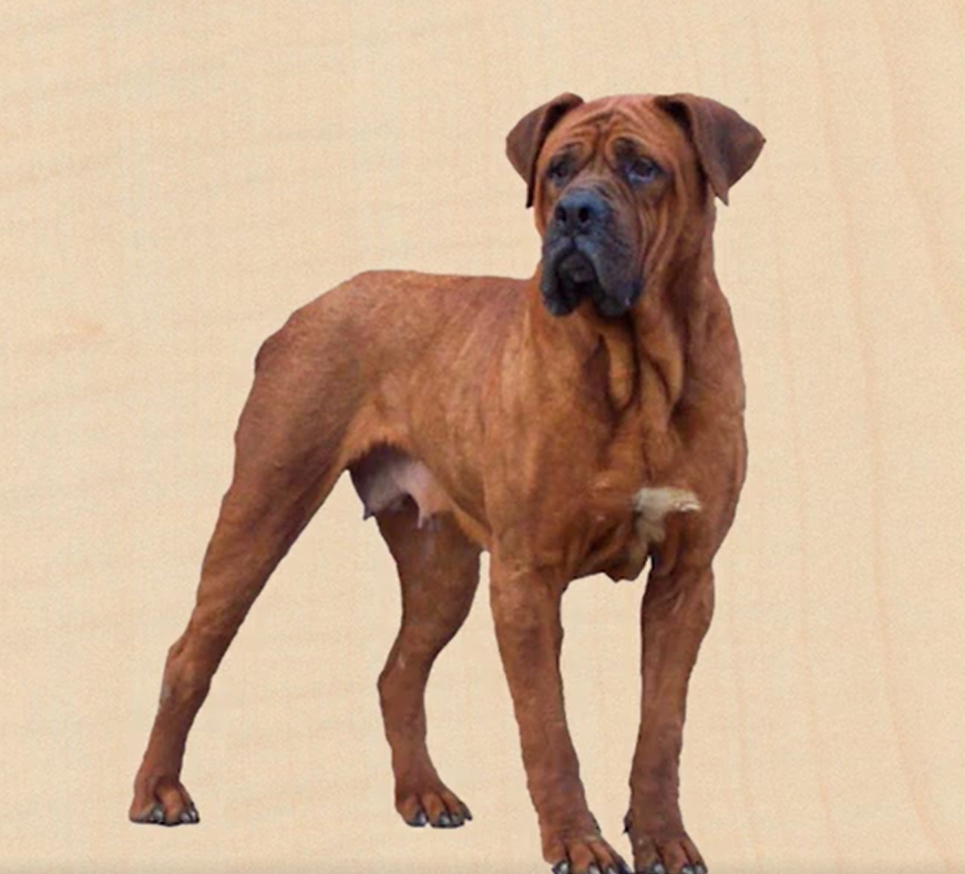 土佐犬比特犬具有一副坚韧皮肤而且疼痛神经的没有感觉,加上它发达的