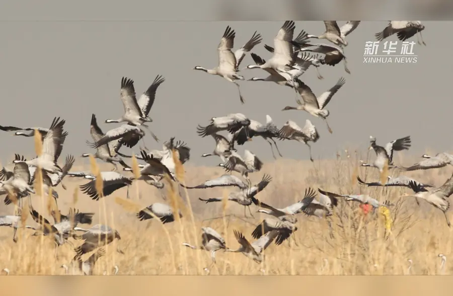 数千只灰鹤在新疆墨玉县过冬