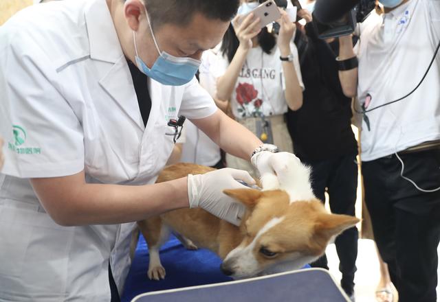 狗狗芯片注射图解图片