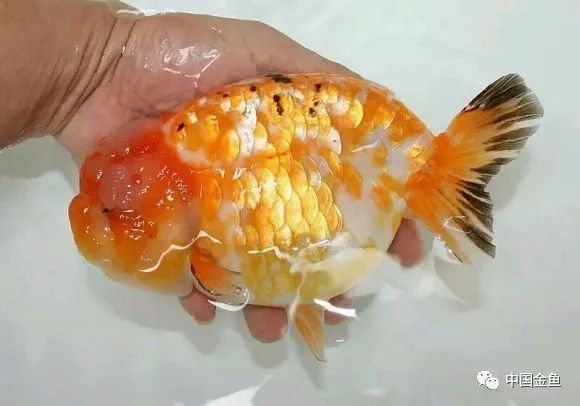 禽兽野兽怪兽猛兽无腿吸金兽