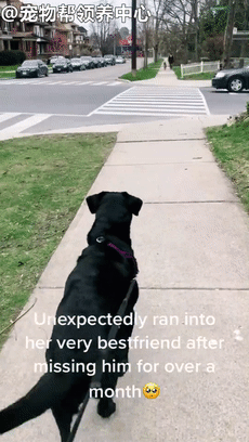 遇到一个月没见的小汪友,拉布拉多飞奔过去:想死你了