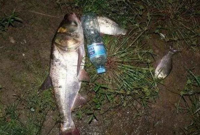 夏釣鰱鱅的餌料有大學問趕快用這些餌料釣鰱鱅上魚速度真的快