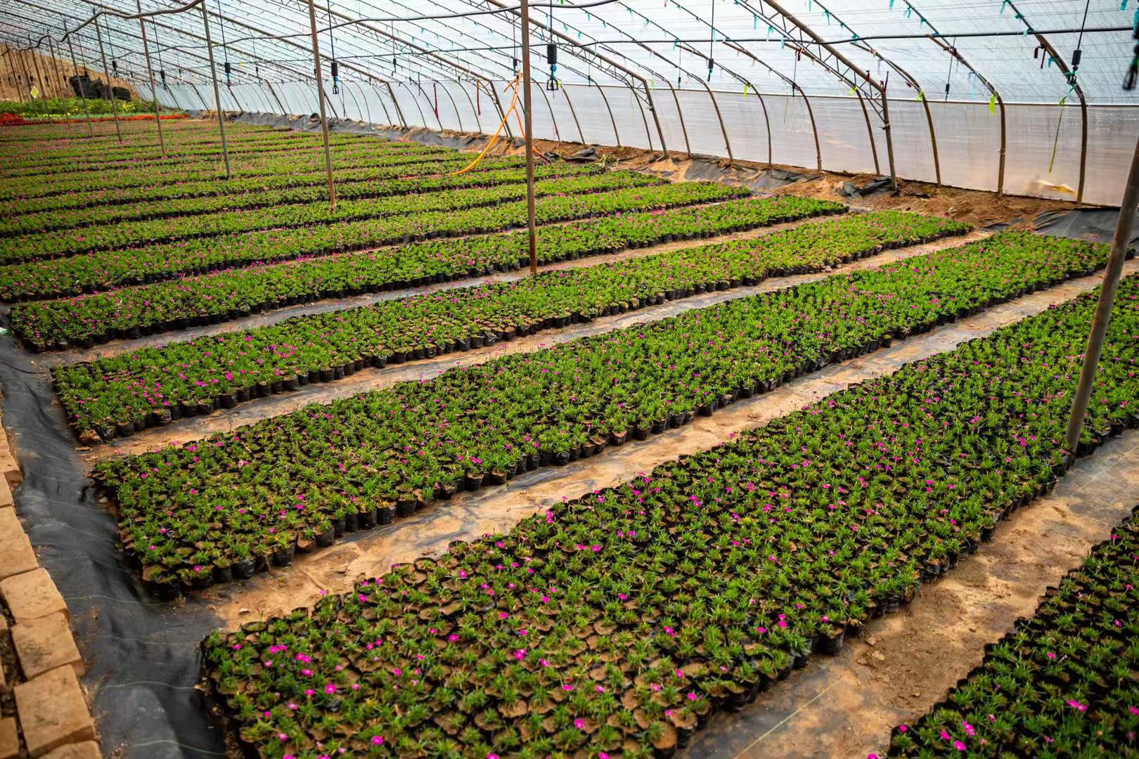 看苗圃入大棚在山西太谷感受晋商故里冬日乡村活力