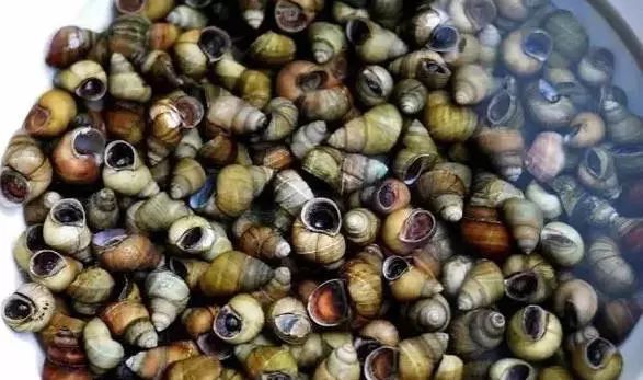 清明螺似肥鹅!还不get这份"嘬螺蛳"攻略,让你一口尝尽春天的味道