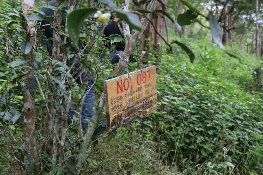 古树327年产多少曼松乔木如何培植曼松土有何特点