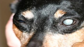 干货 遗传性白内障 狗狗年纪轻轻的 眼睛怎么就白了 凤凰网