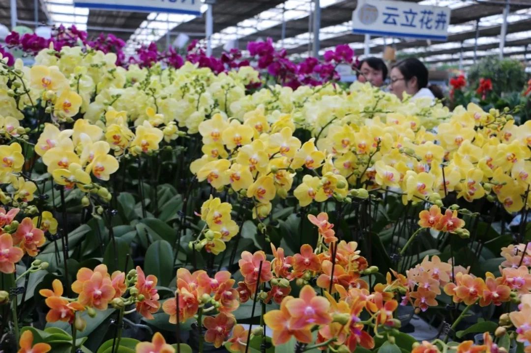 1.朱雀花卉美居市場