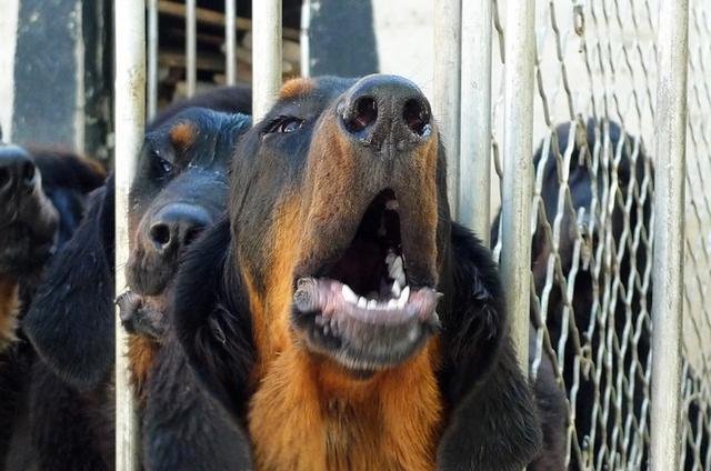 《藏獒》,时隔月余,至今仍对书中描写的主人公獒王虎头雪獒,冈日森格