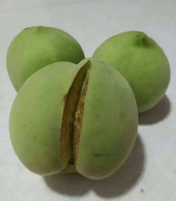 桃子裂果是什么原因?朋友们一定要重视起来__凤凰网