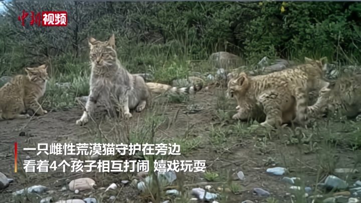 祁连山国家公园五只荒漠猫罕见“同框”