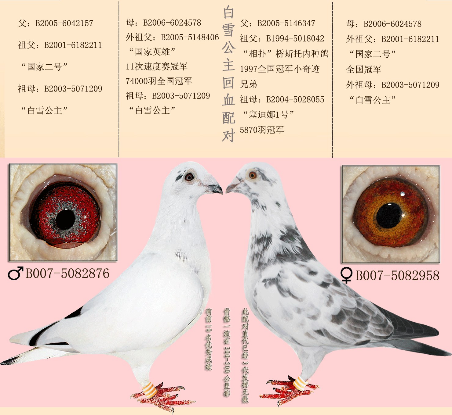 16组超级黄金配对案例,血统鸽眼体型解析
