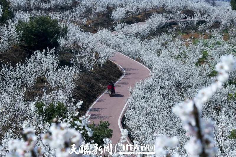 纳雍总溪河樱花景点图片