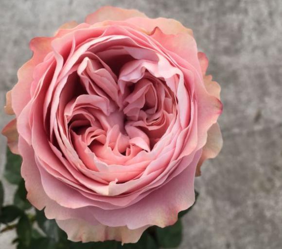 四系列月季,诗意般的名字,优秀的表现,无数人掉进这系列的大坑