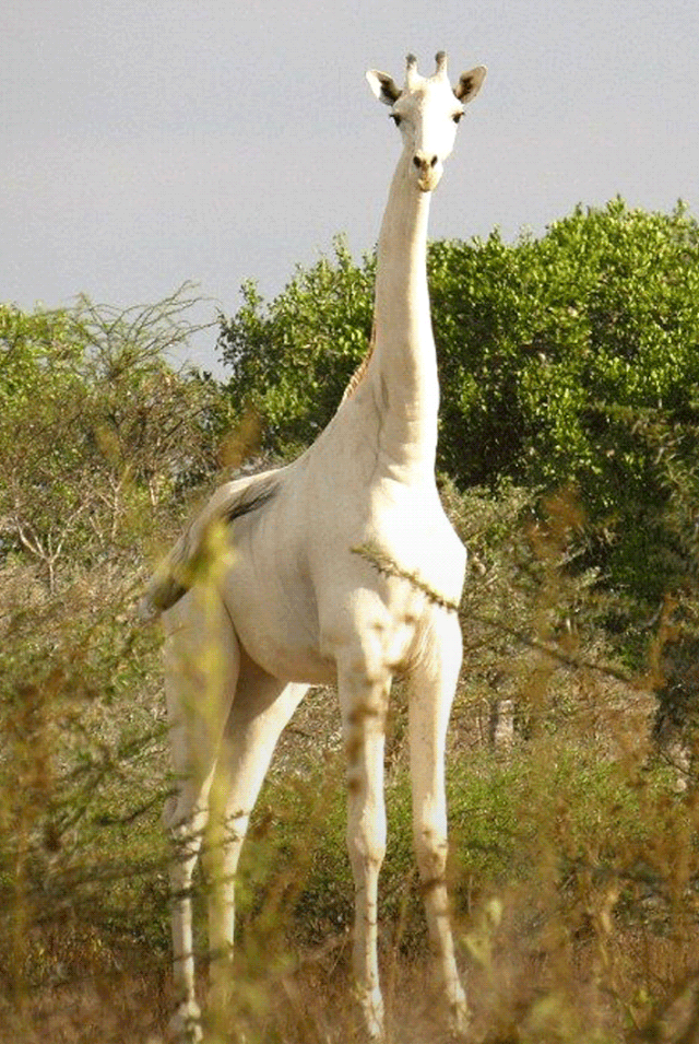 世间稀有的白色长颈鹿母子在非洲被残忍猎杀发现时只剩骨骼令人心痛
