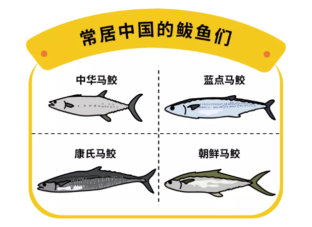 舟山人民最爱的"天价货",最出名的是蓝点马鲛.