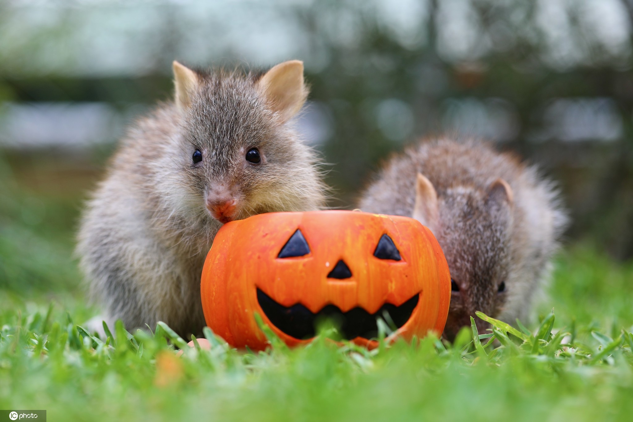 当地时间2020年10月30日,澳大利亚爬行动物园给小动物准备了万圣节大餐,袋獾、考拉和加拉帕戈斯象龟等动物吃南瓜津津有味。