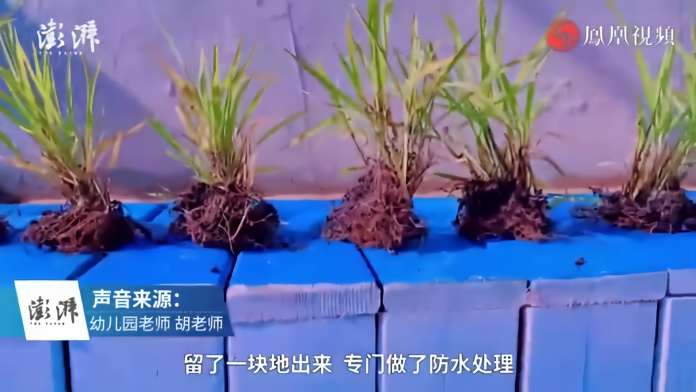 幼儿园开学，萌娃收获4个月前种的水稻