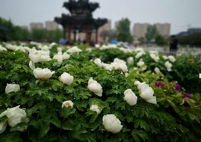 菏澤天香公園的牡丹開了重點是免費入園