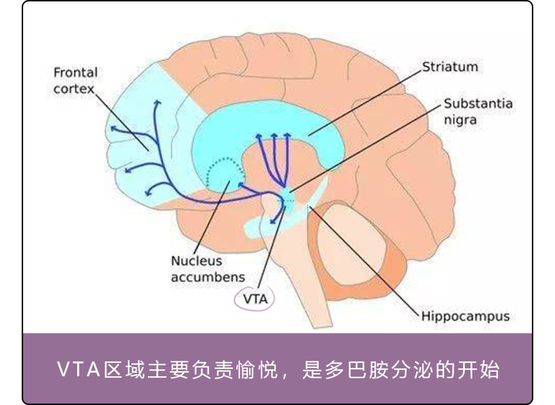 大脑腹侧盖区 (vta)活动增加