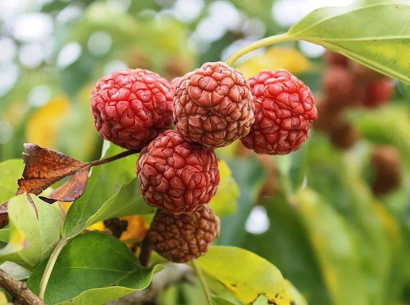 柘(Maclura tricuspidata),桑科柘属的植物,京西潭柘寺因这种植物而得名 | SKas / wikimedia