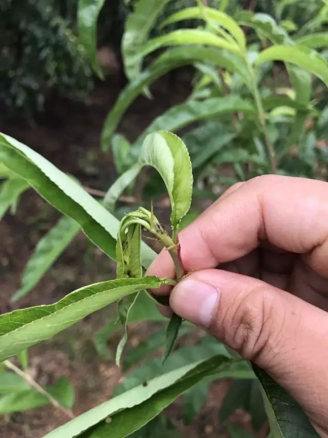 18种作物缺钙症状图__凤凰网